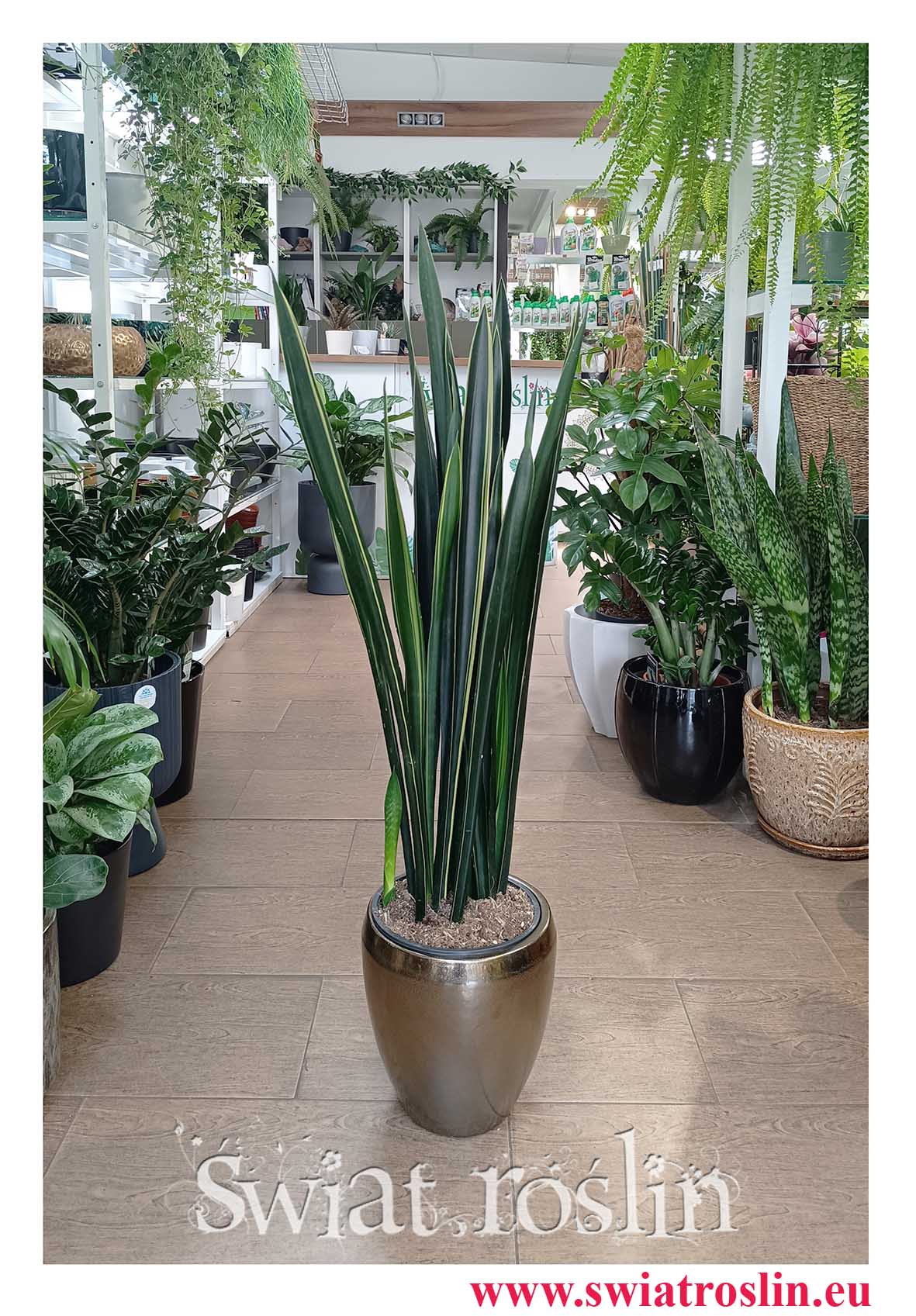 Sansevieria Black Golden do biura do firmy do mieszkania do salonu do restauracji do kawiarni, Sansewieria Black Golden