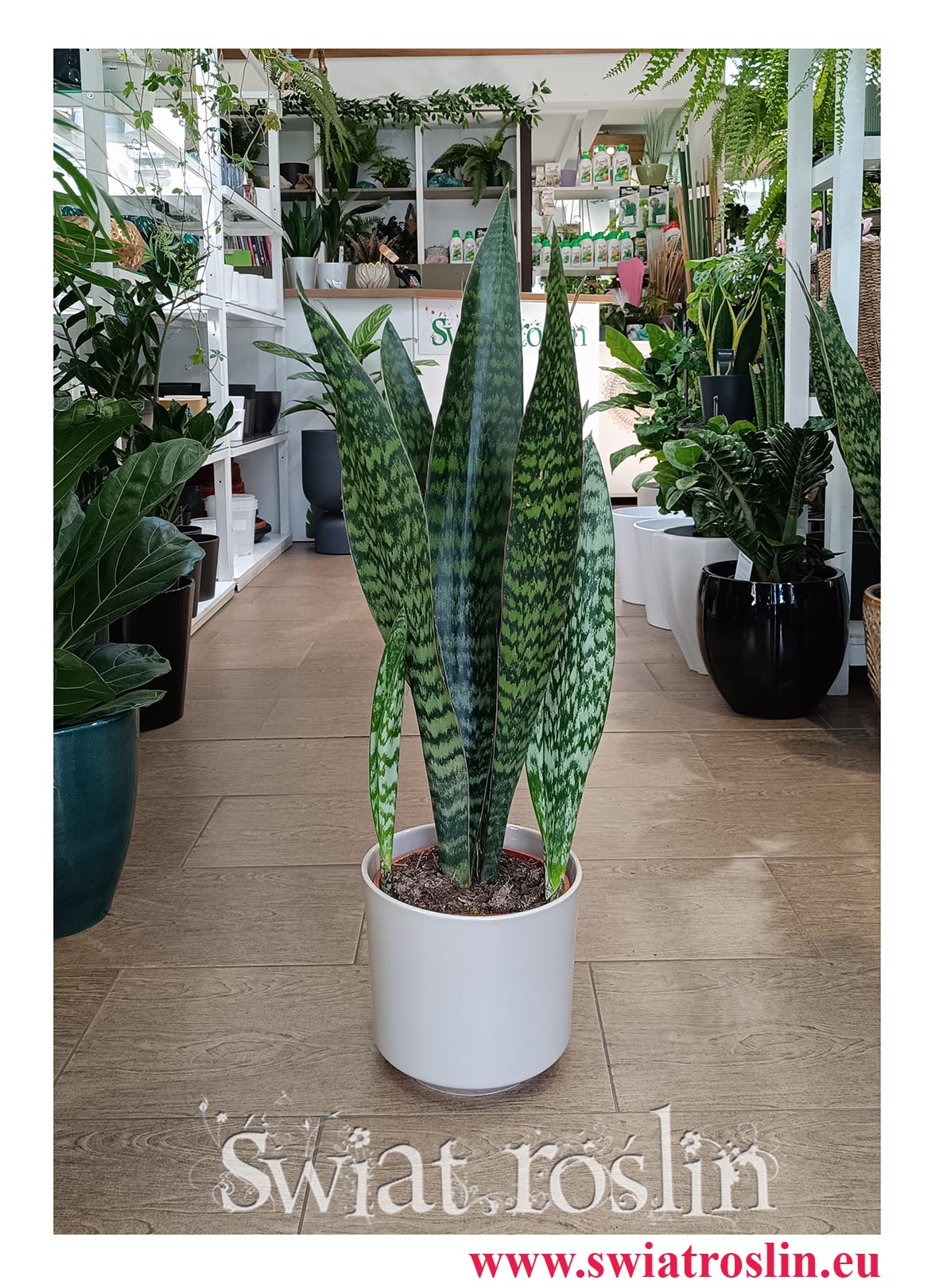 Sansevieria Jamaiquina do biura do mieszkania do firmy do kawiarni roślina z dostawą online