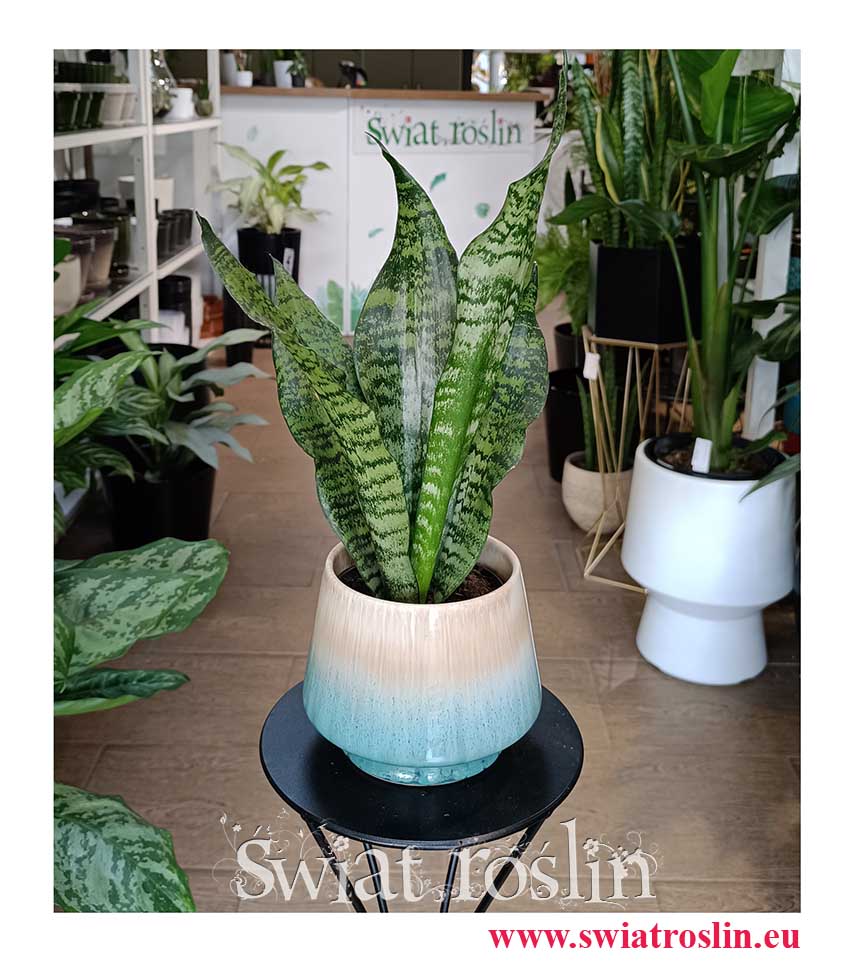 Sansevieria Trifasciata Larenzii modna łatwa w uprawie i oczyszczająca powietrze roślina doniczkowa, Sansewieria Larenzii z dostawą
