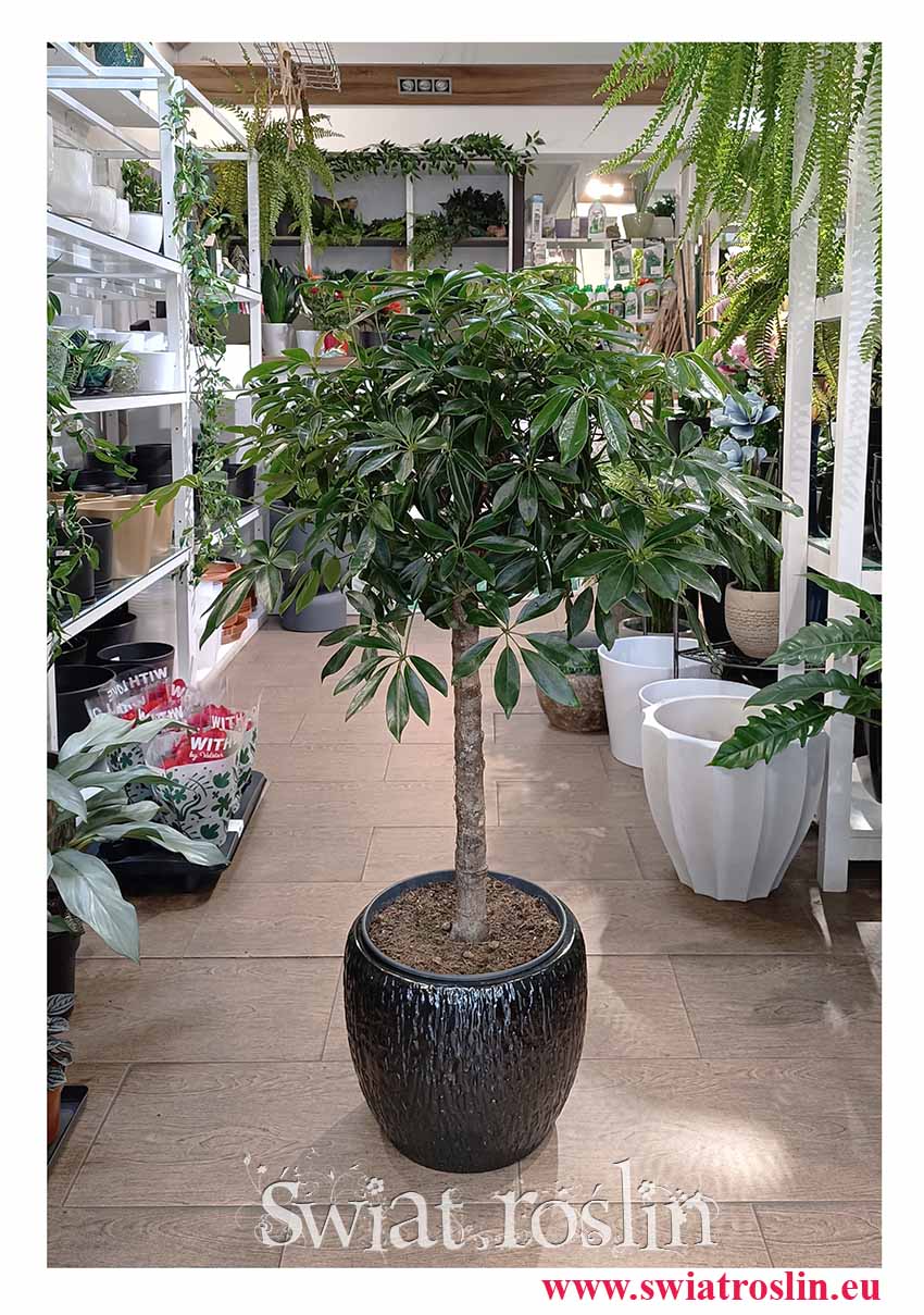 Schefflera Arboricola Compacta Drzewko, popularna roslina dla vipów Szeflera Compacta w formie drzewka dla prawdziwych koneserów i firm