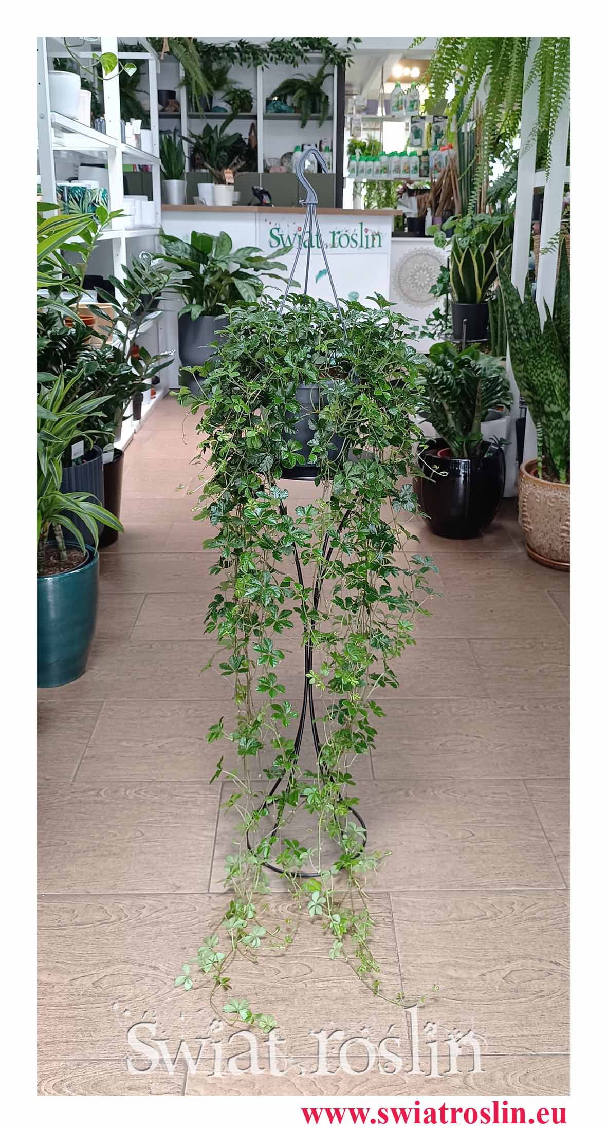 Wielki Cissus Striata XXL do biura do firmy do mieszkania do kawiarni do restauracji z dostawą online, Duży Parthenocissus Striata XXL