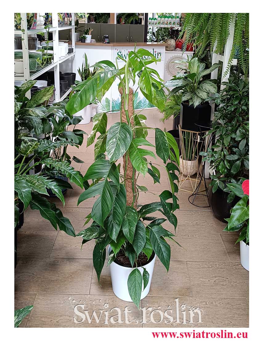 modne kolekcjonerskie Epipremnum Pinnatum Albo Variegata roślina z instagrama do kupienia w sklepie internetowym online