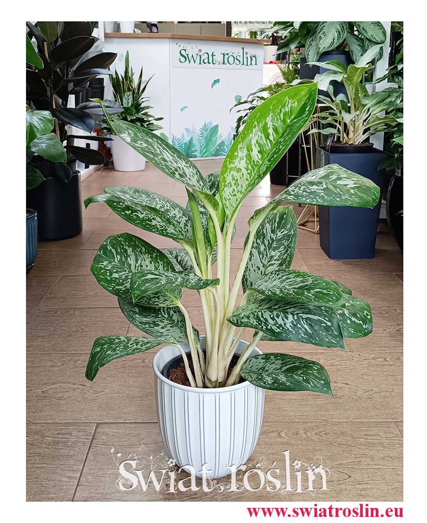 oczyszczająca powietrze roślina z instagrama Aglaonema Britt do kupienia online z dostawą, Aglonema Britt