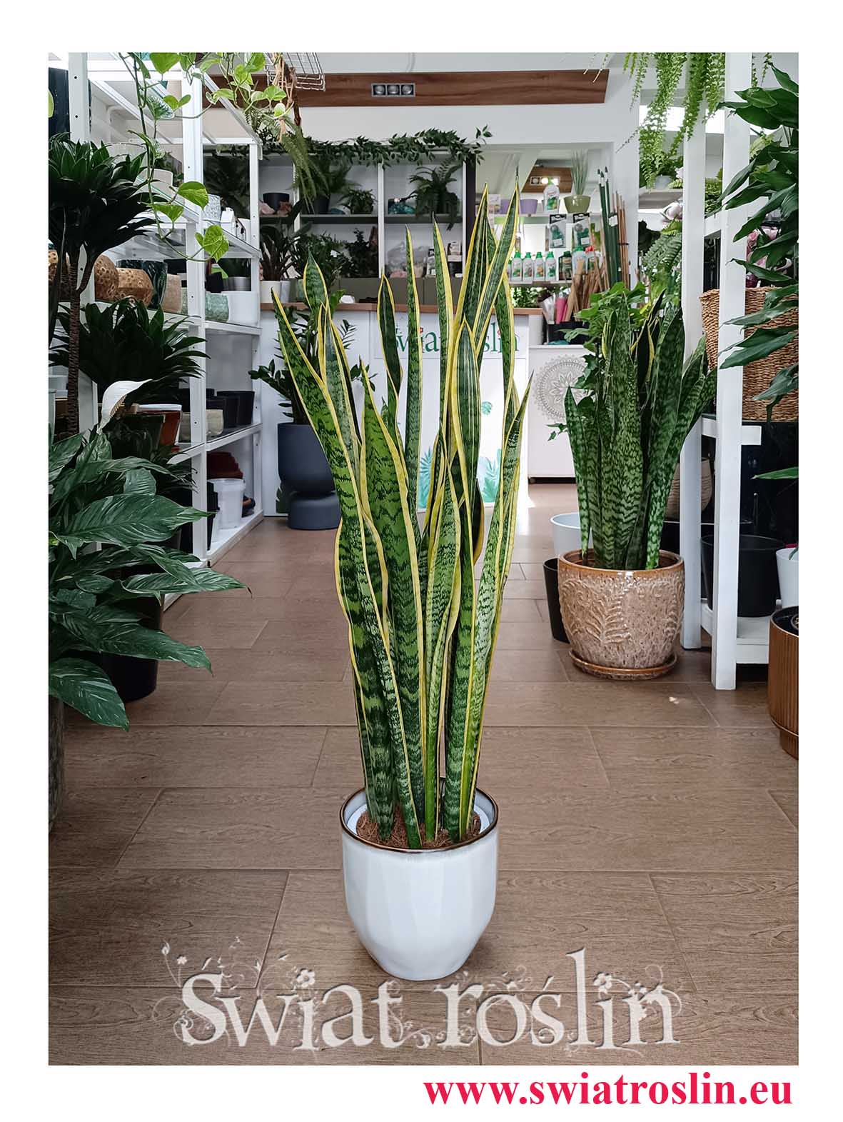 Wysoka Sansevieria Laurentii do Hotelu do biura do firmy do restauracji do salonu do kawiarni do dużych przestrzeni do mieszkania z dostawą, Wysoka Sansewieria Laurentii