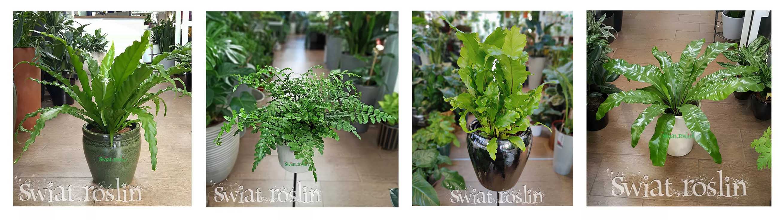 Asplenium, asplenia hodowla uprawa pielęgnacja, ciekawostki porady, informacje, sklep z asplenium