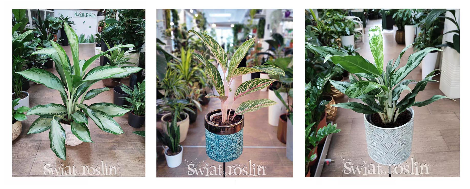 Aglaonema sklep Kraków , Aglonema sklep Kraków
