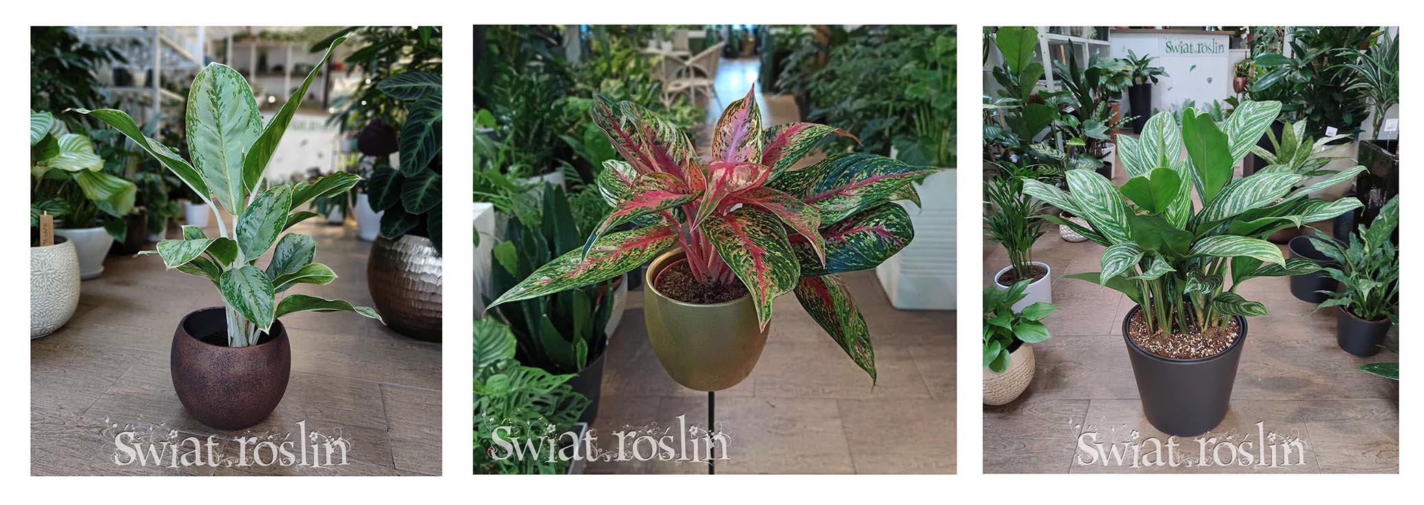 Aglaonema, Aglonema hodowla uprawa pielęgnacja