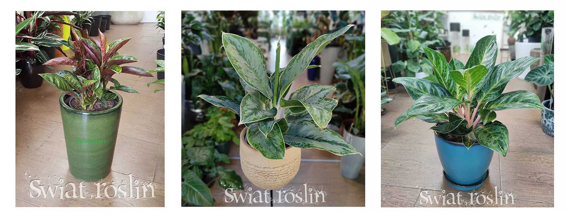 Aglaonema, Aglonema porady ciekawostki inspiracje