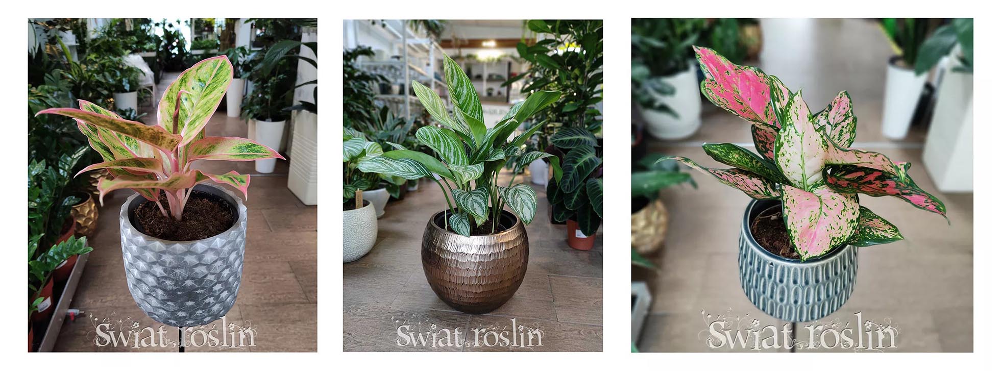 Aglaonema, Aglonema sklep, Aglonema porady informacje ciekawostki Blog