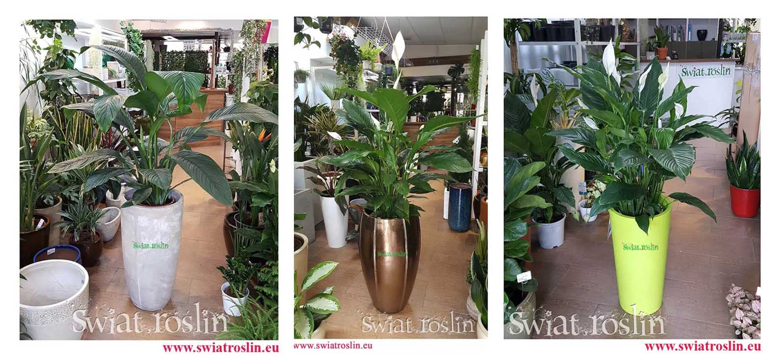 Spathiphyllum skrzydłokwiat roślina do miejsc zacienionych cienistych do cienia do ciemnego pomieszczenia ciemnych miejsc do półcienia