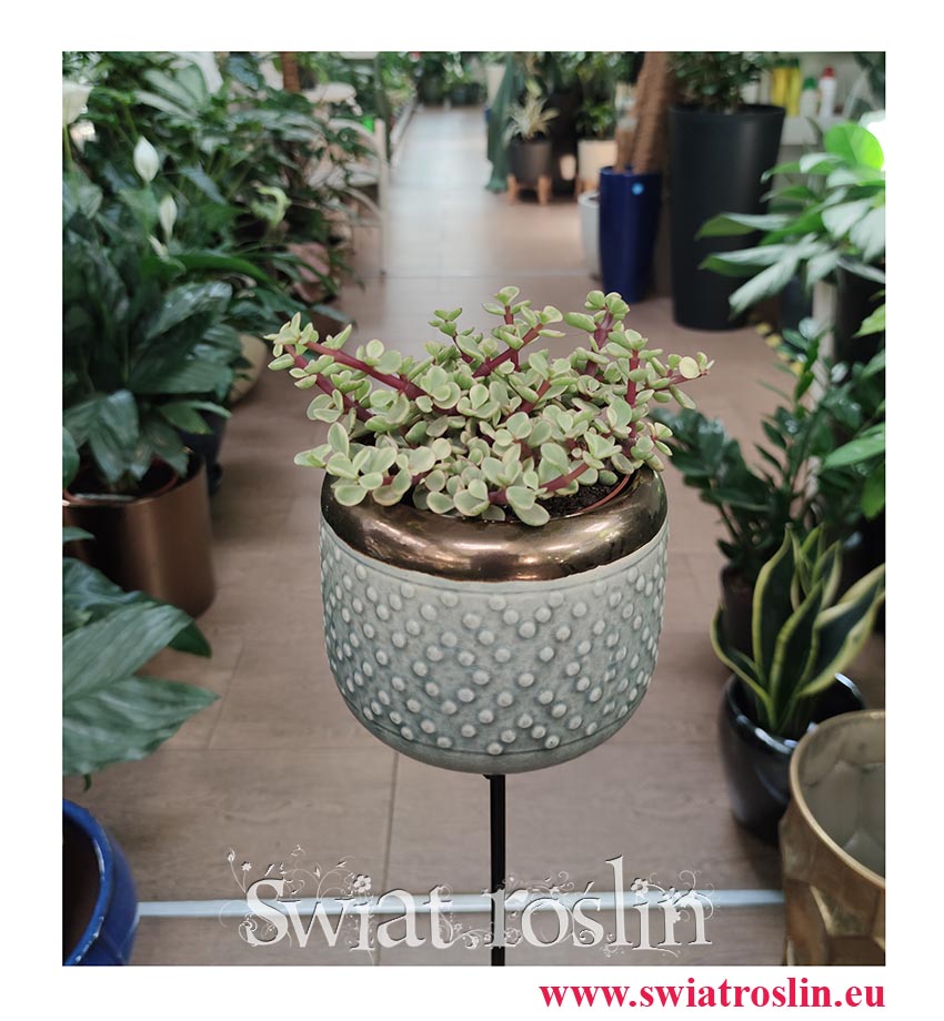 Portulacaria Afra Variegata na słoneczny parapet