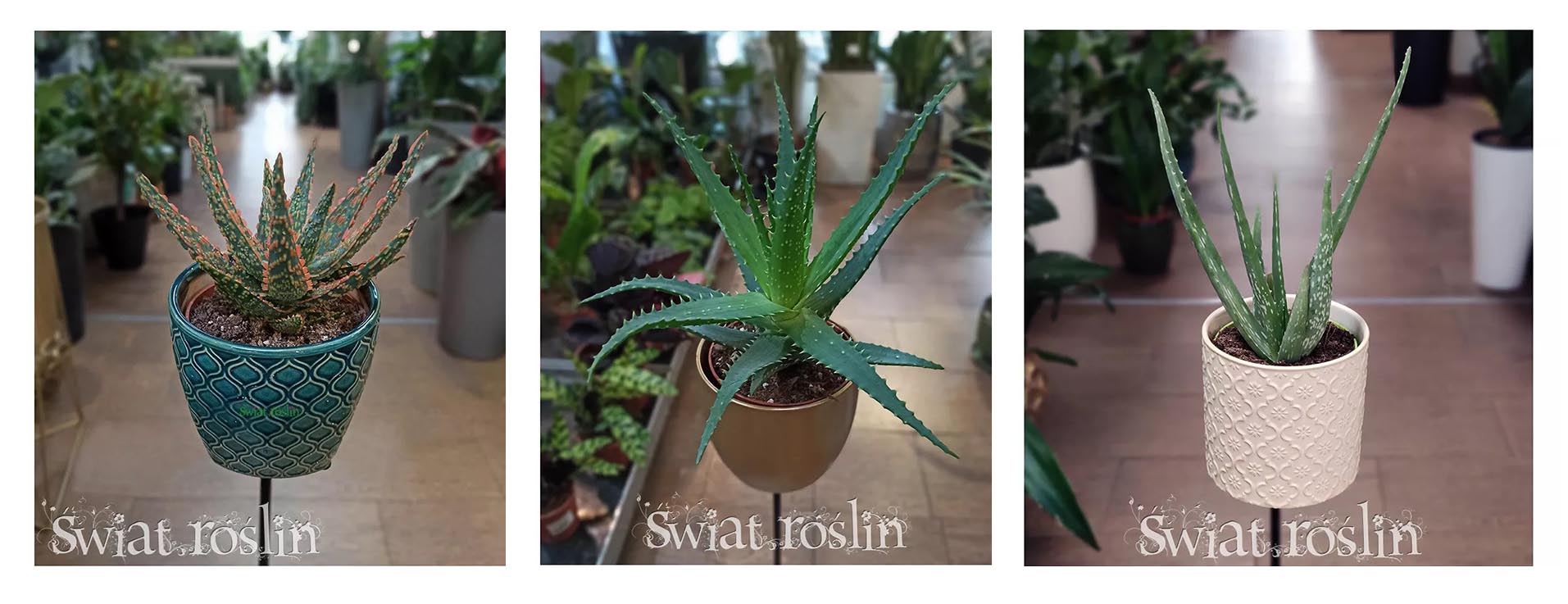 aloesy do miesjc słonecznych, widnych, na słońce, rodzaje aloesów, rośliny do miejsc nasłonecznionych aloes