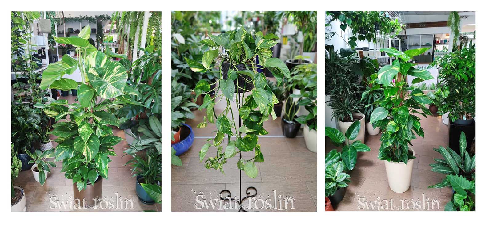 EPIPREMNUM AUREUM do rozproszonego światła, do światła dziennego, Scindapsus AUREUM do miejsca widnego z rozproszonym światłem, pół-cieniste