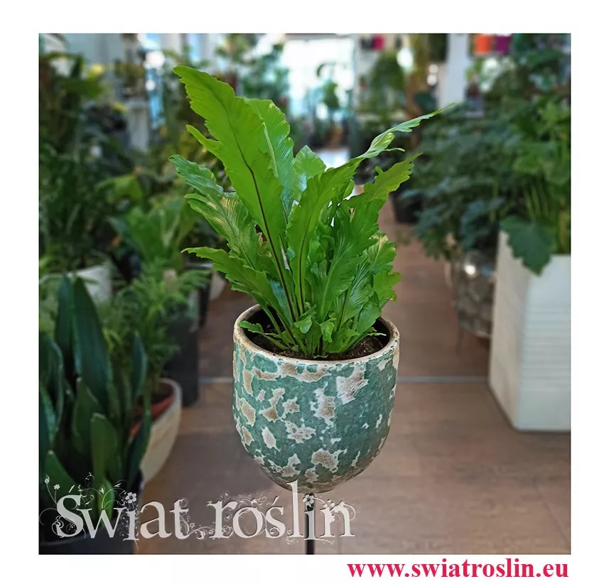 do rozproszonego światła, ASPLENIUM NIDUS do światła dziennego, do światła dziennego, do miejsca półcienistego, pół cienia,