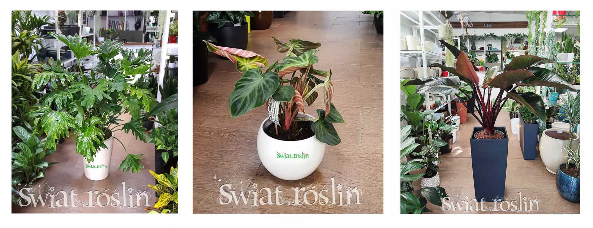 filodendron sklep Kraków, philodendron sklep Kraków