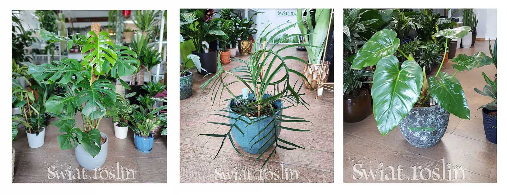 filodendron sklep wysyłka, philodendron sklep online,