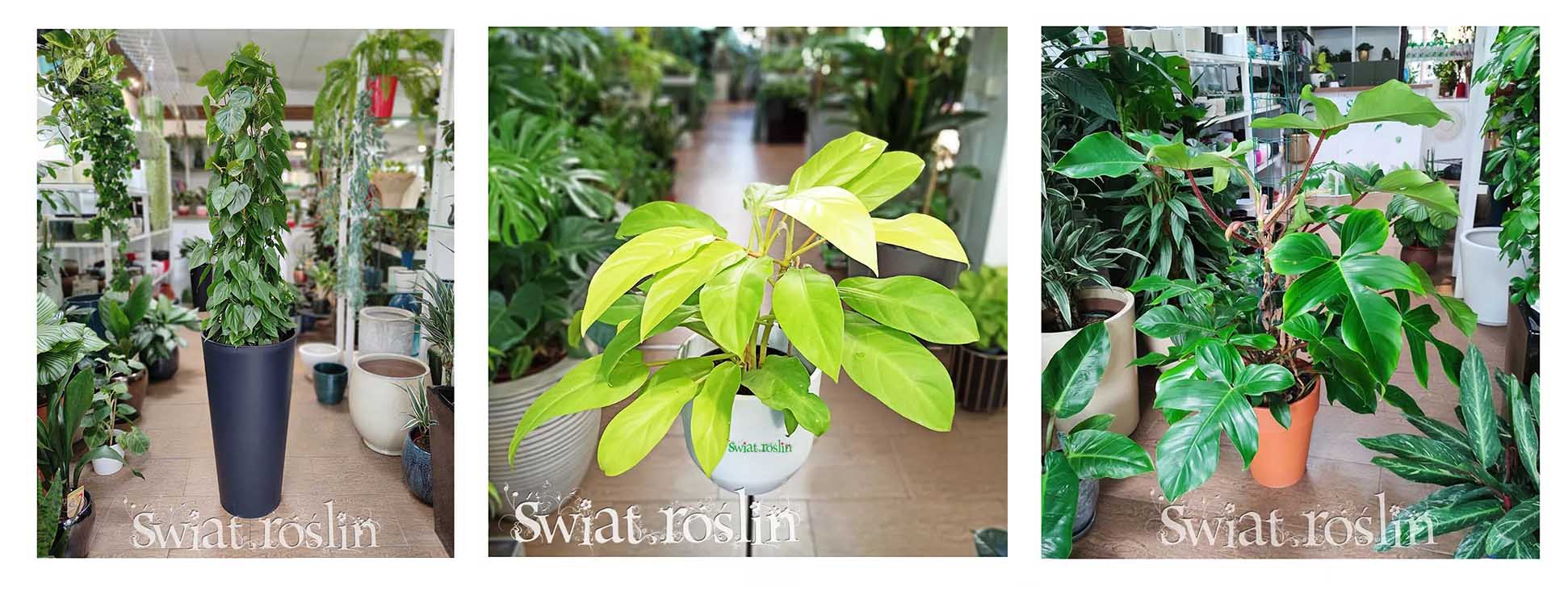 filodendron, philodendron hodowla uprawa pielęgnacja, ciekawostki porady, informacje