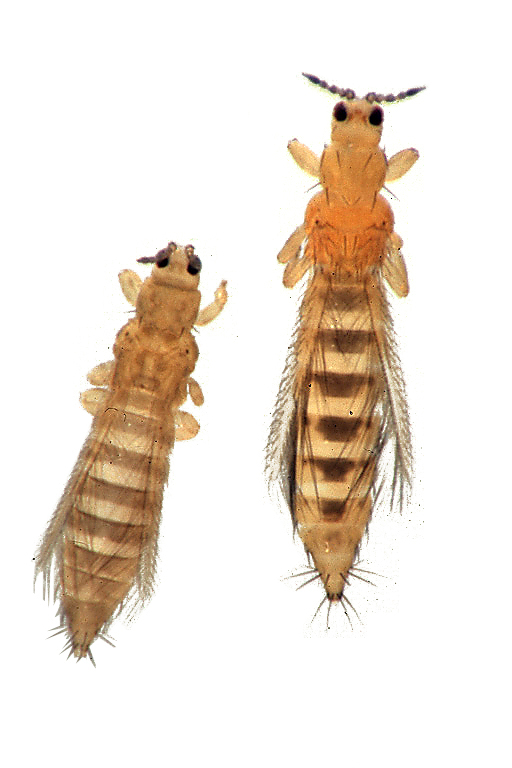 WCIORNASTKI