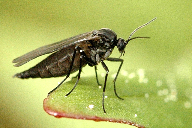 ZIEMIÓRKI 2