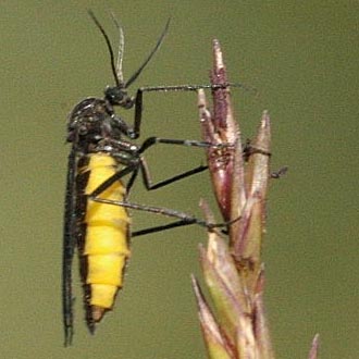 ZIEMIÓRKI 3