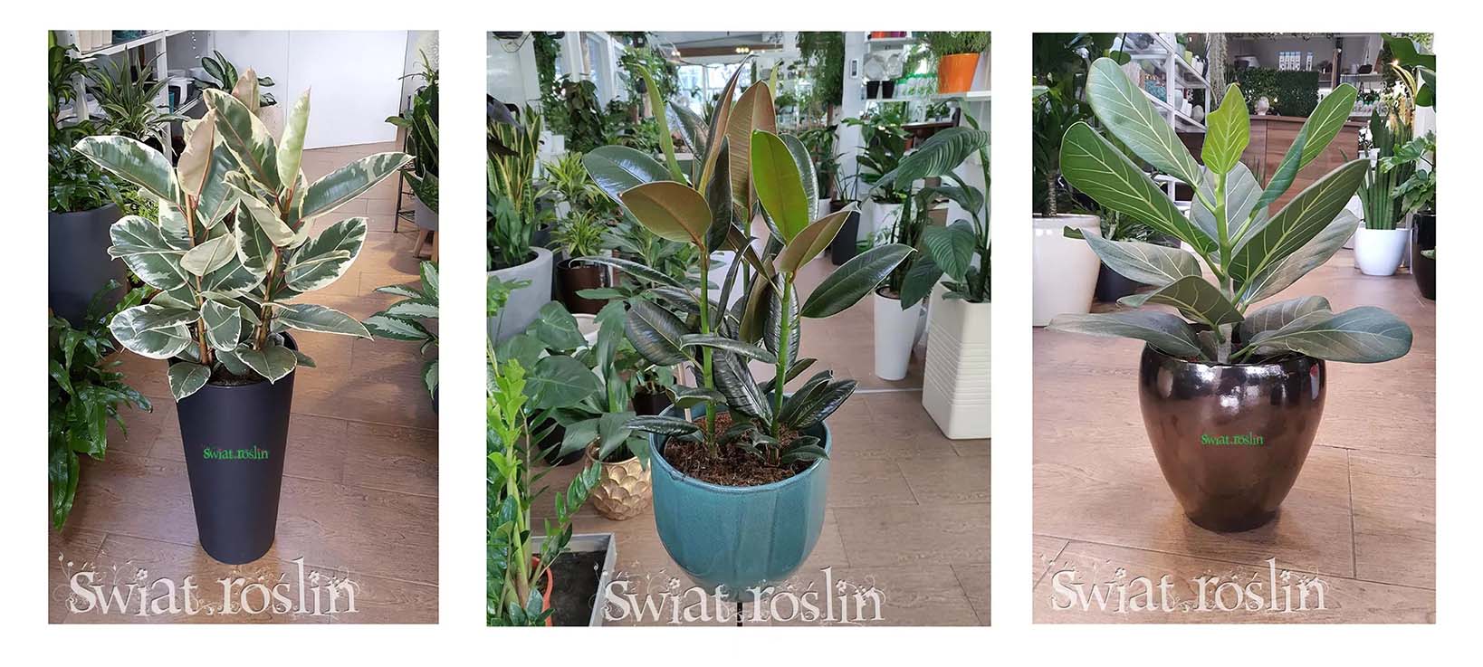 ficus sklep wysyłka, fikus sklep online,