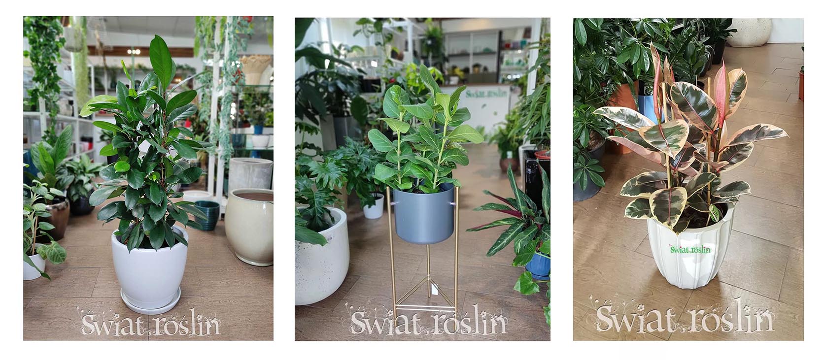fikus, ficus hodowla uprawa pielęgnacja, ciekawostki porady, informacje