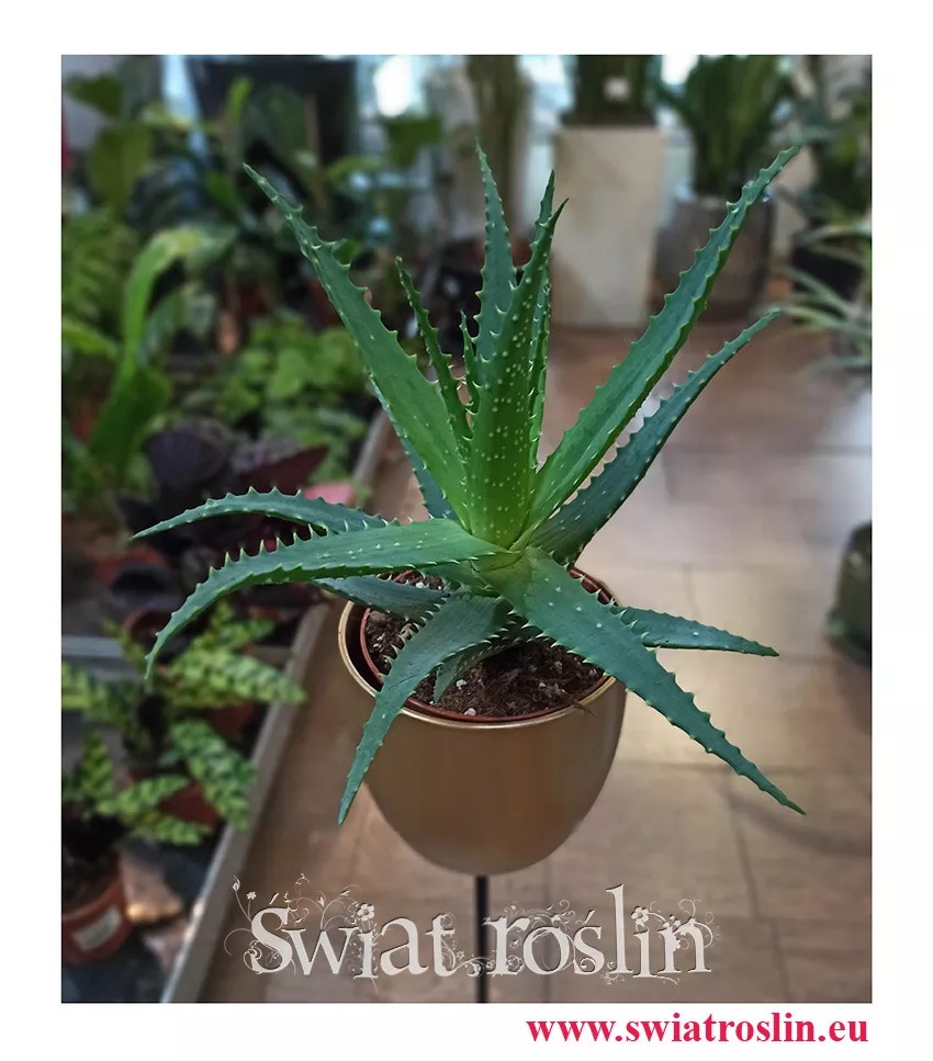 Aloes drzewiasty odporna roślina, niewymagające kwiaty doniczkowe, mało wymagająca roślina doniczkowa, Rosliny dla zabieganych, Aloe Arborescens,