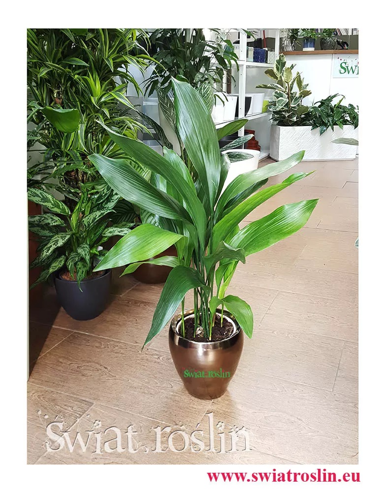 Aspidistra Elatior, Aspidistra Wyniosła odporna roślina, niewymagające kwiaty doniczkowe, mało wymagająca roślina doniczkowa, Rośliny dla zabieganych,, Żelazny liść,