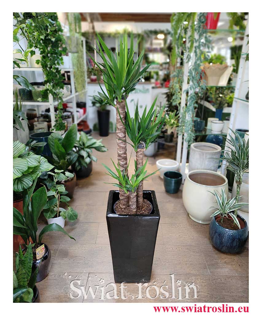 Juka Gwatemalska odporna roślina, niewymagające kwiaty doniczkowe, mało wymagająca roślina doniczkowa, Rosliny dla zabieganych, Yucca Elephantipes,