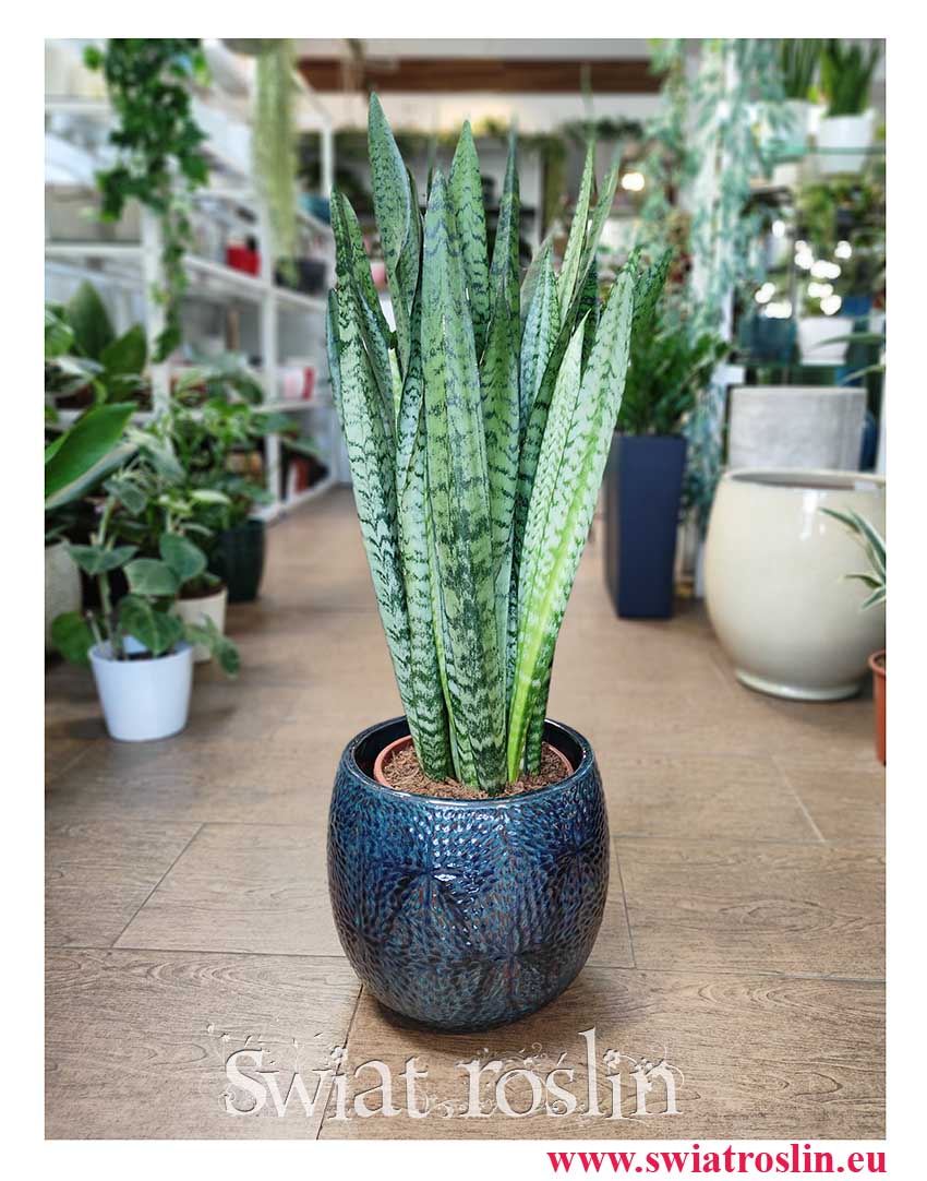 Sansevieria Zeylanica odporna roślina, niewymagające kwiaty doniczkowe, mało wymagająca roślina doniczkowa, Rośliny dla zabieganych, Sansewieria Zeylanica,