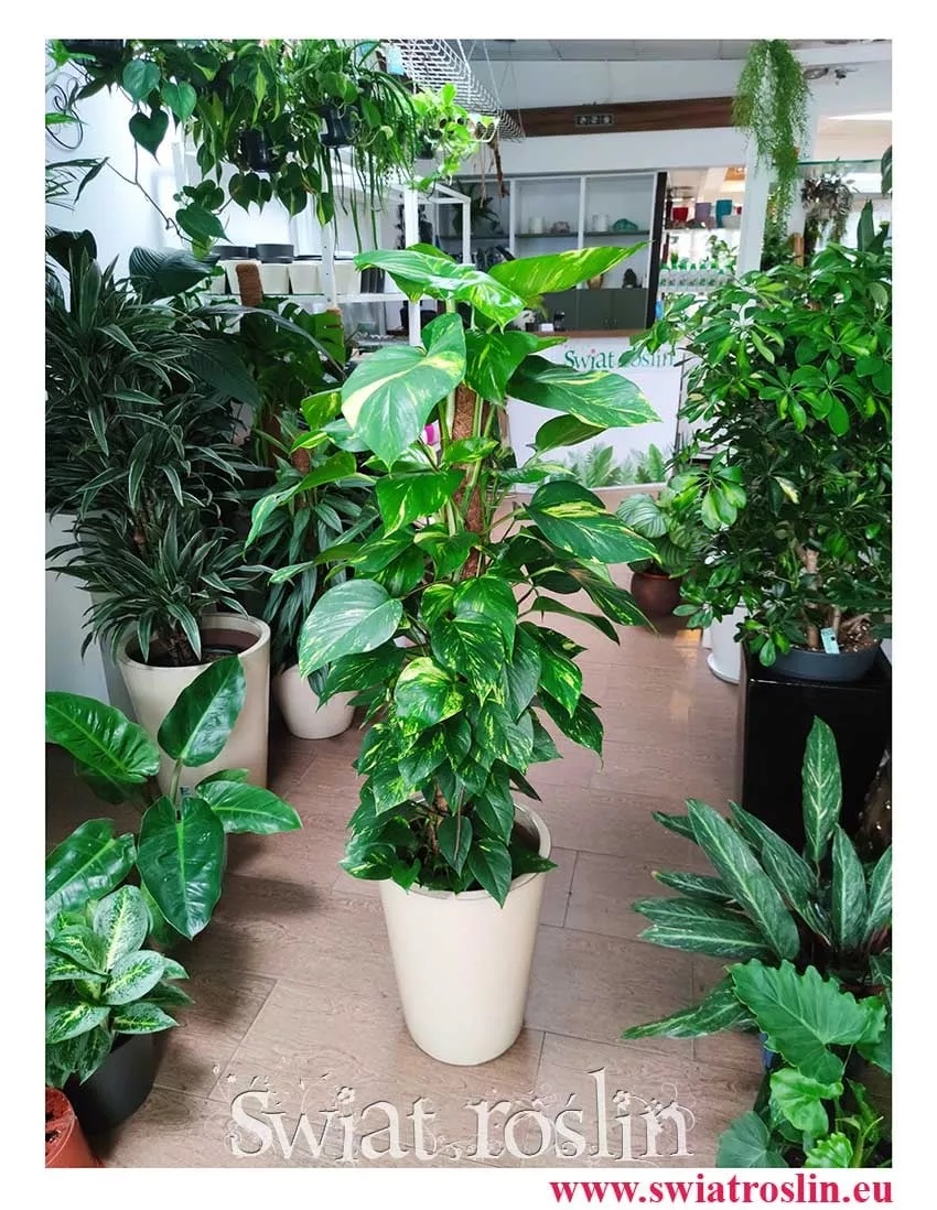 Scindapsus Aureum, Epipremnum Aureum, Rosliny dla zabieganych, odporne rośliny, niewymagające kwiaty doniczkowe, mało wymagające rośliny doniczkowe, odporne rośliny