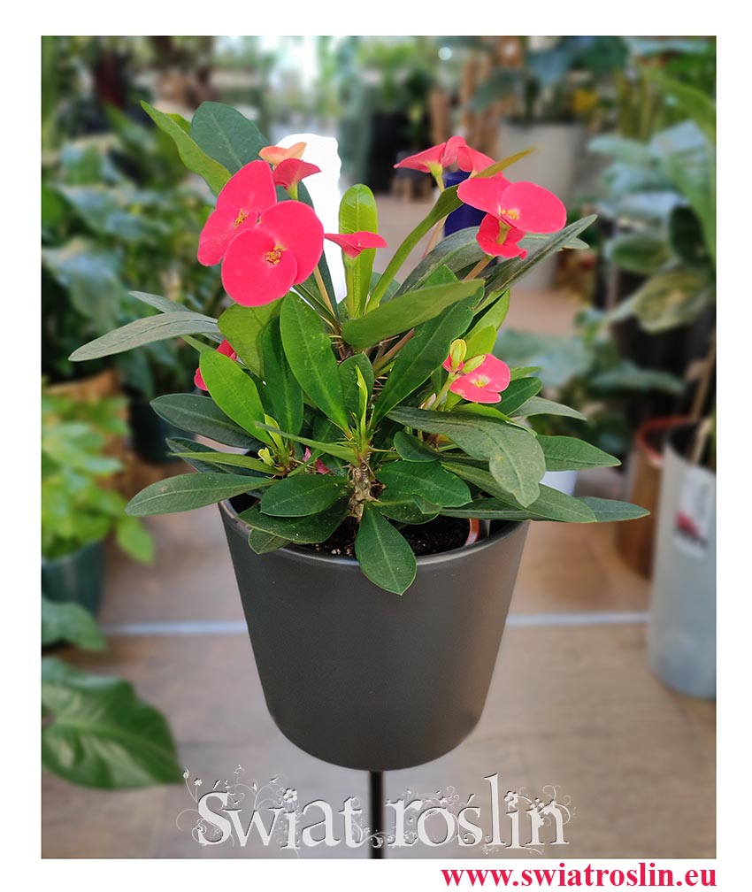 Wilczomlecz Lśniący, Euphorbia Milii odporna roślina, niewymagające kwiaty doniczkowe, mało wymagająca roślina doniczkowa, Rosliny dla zabieganych,