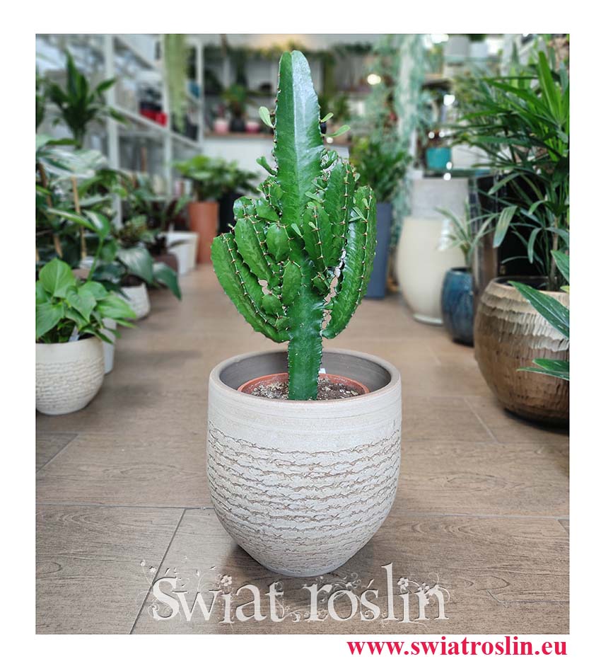 Wilczomlecz, Euphorbia Acrurensis odporna roślina, niewymagające kwiaty doniczkowe, mało wymagająca roślina doniczkowa, Rośliny dla zabieganych,