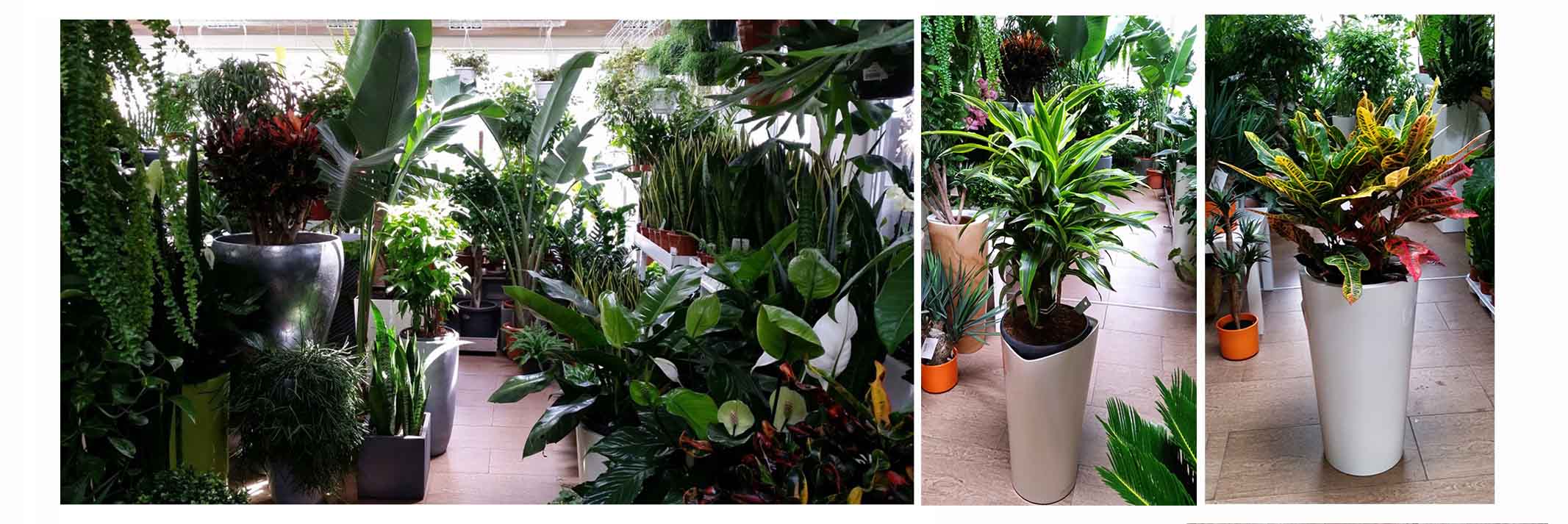 rośliny doniczkowe Kraków