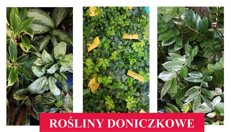 Rośliny doniczkowe blog, informacje o roślinach doniczkowych