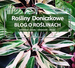Porady o roślinach doniczkowych