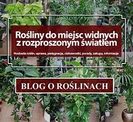 Rośliny doniczkowe do miejsc widnych z rozproszonym światłem do półcienia, do światła dziennego normalnego