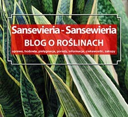 Sansevierie, Sansevieria - hodowla, uprawa, pielęgnacja, ciekawostki, porady, informacje